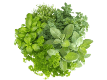 Tropical Fruits & Vegetables